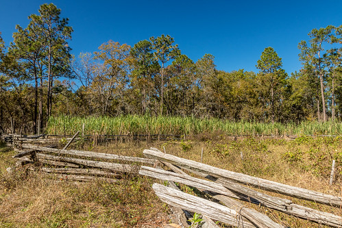 canon 80d florida gainesville morningside morningsidenaturecenter sugarcane fence cotton farm landscape
