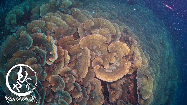 目前に広がる珊瑚は圧巻そのものです