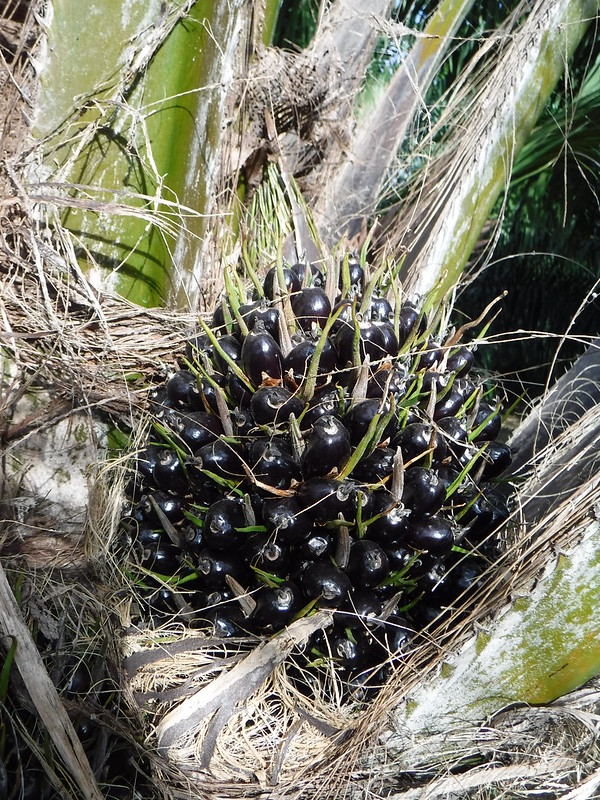 Elaeis guineensis Jacq. Arecaceae Palmae-oil palm, ปาล์มน้ำมัน