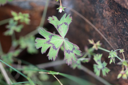 Pelargonium patulum, leaf