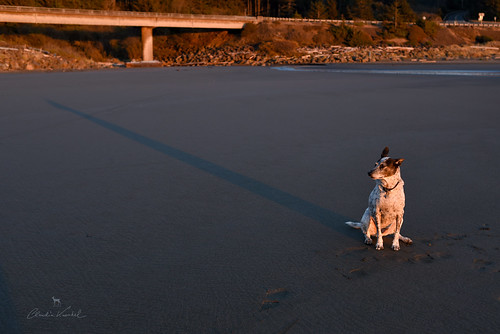 oregon meyersbeach sunset shadow dog blanca bordercolliemix beach