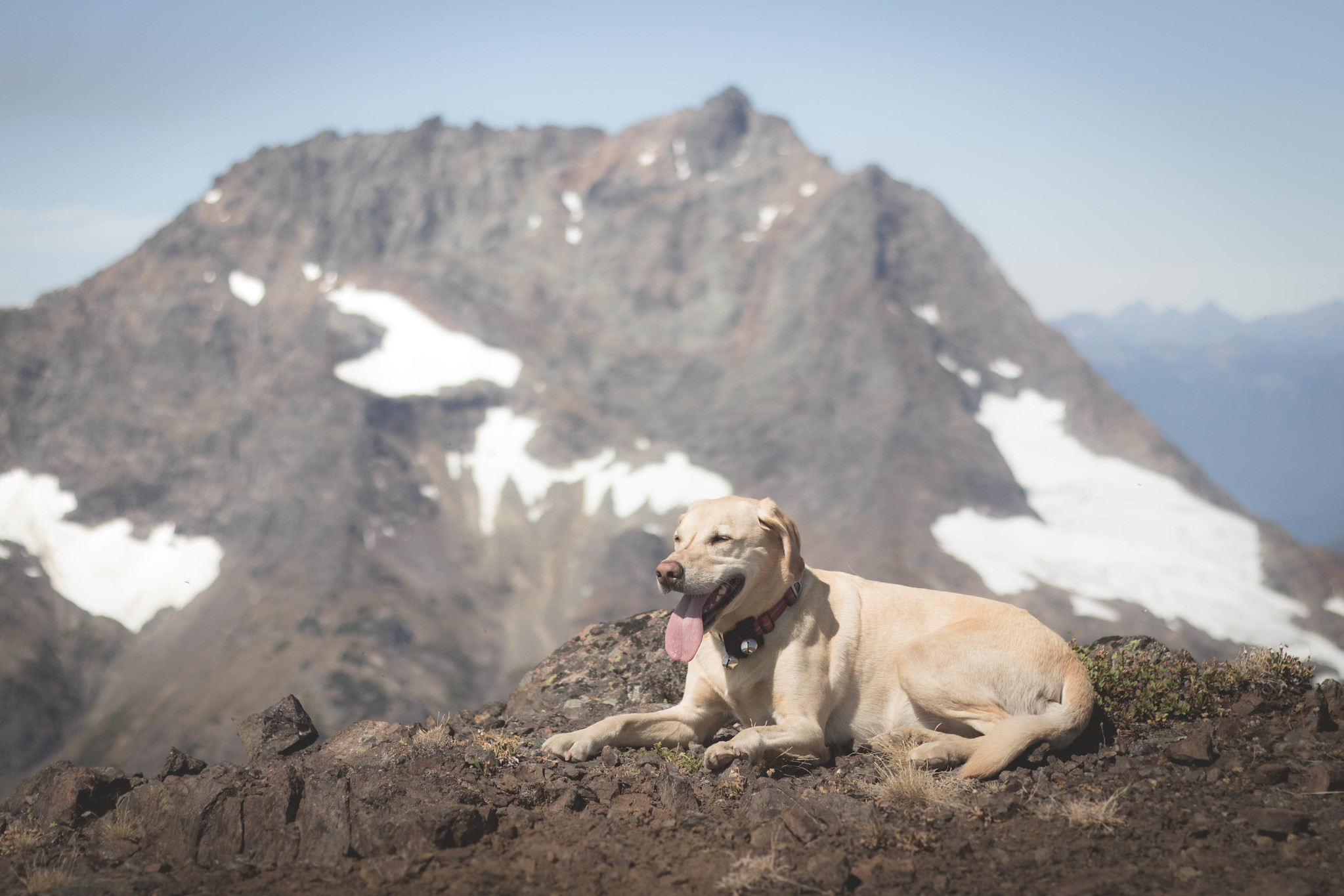 Summit dogs on Crater Mountain