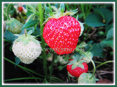Colourful fruits of Fragaria x ananassa (Strawberry, Garden Strawberry, Cultivated Strawberry) ripening in stages, 21 Nov 2017