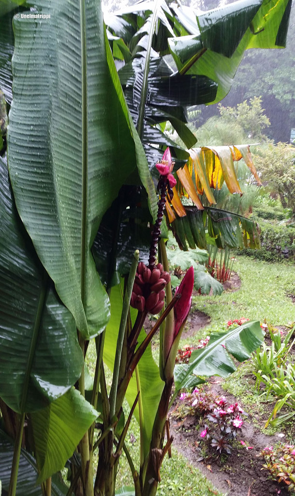 Sateisessa Selvaturassa, Santa Elena, Monteverde, Costa Rica