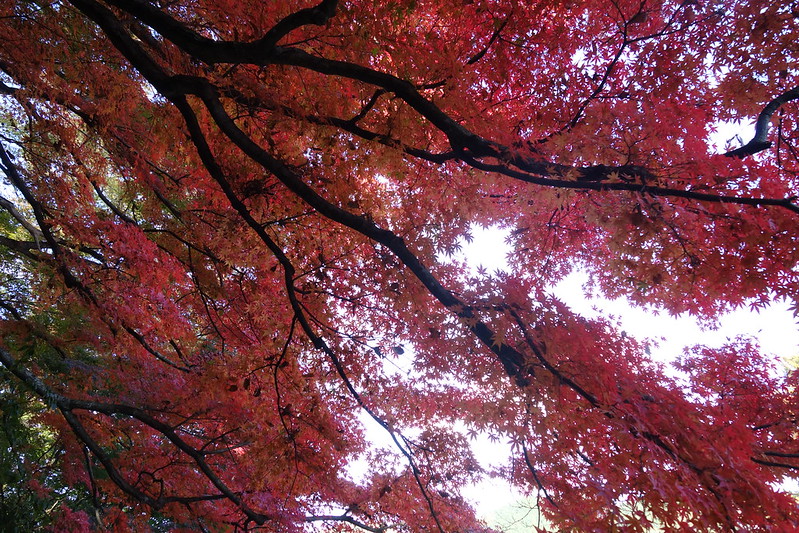 茨城 大子 遊 永源寺 漫天楓紅的私房景點 阿瓜在台灣日本的溜搭生活 痞客邦