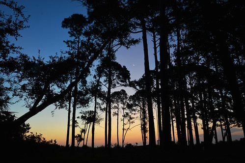 hiltonheadisland sc southcarolina moon crescent trees morning sunrise portroyalplantation