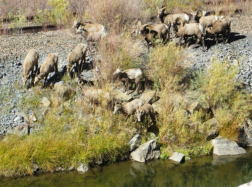 wildlife bighornsheep us50 rural colorado bighornsheepcanyon