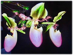 Blooms of Paphiopedilum glaucophyllum (Tropical/Asian Lady's Slipper, Shiny Green Leaf Paphiopedilum) with pouch-like labellum in purplish-pink, 11 Nov 2011