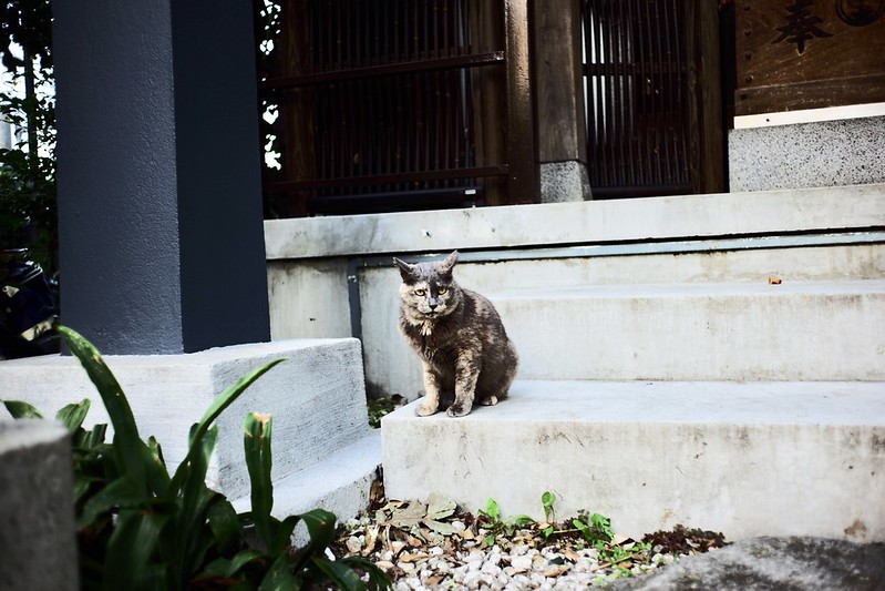 池袋駅前公園の猫。錆虎。舌出し
