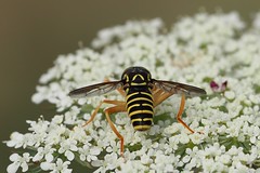 Wasp-mimic hoverfly (Spilomyia saltuum), Villeneuve-de-Berg, Ardèche, France - Photo of Darbres