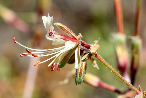 Pelargonium tragacanthoides in wild. It has very unusual flowers, that are bilaterally symmetrical, each having four spathulate white petals of which the claws are inrolled to form false tubes.