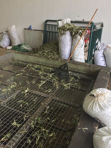 At the Olive Pressing Plant