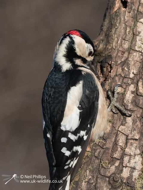 Greater spotted woodpecker-6