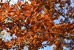 Fall at Miccosukee Canopy Road Greenway
