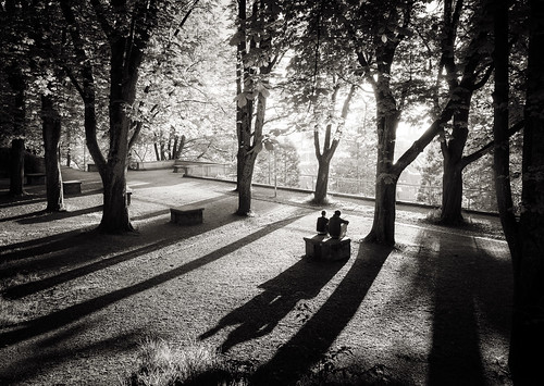 light shadows people two trees forest hill sunset park freiburg germany bw blackandwhite monochrome