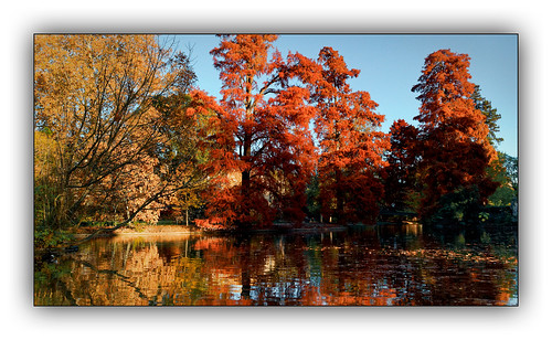 automne autumn feuilles arbre tree colors color couleur paysage landscape parc dxo one ombres lumières explore eau bois lac rivière forêt