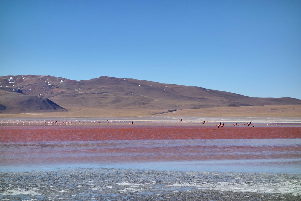 Uyuni - Laguna Colorada - Flamingo 1