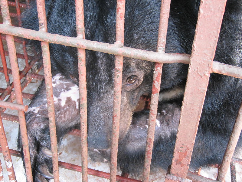 A bear languished in cage on farm, Vietnam's Binh Duong province 2011