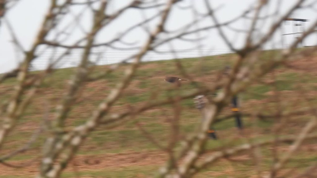 Harris's Hawk in flight video