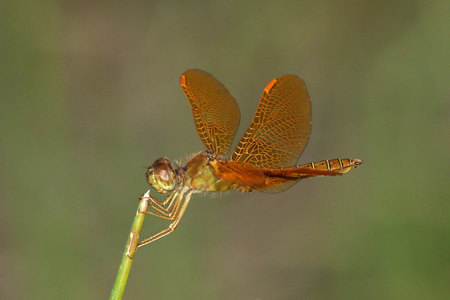 dragonfly male