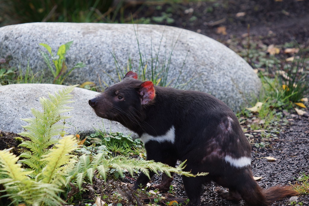 Tasmanian devil at Pairi Daiza 2017-10-08