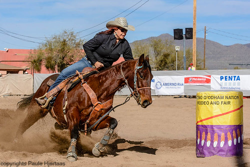 action animal arizona people sells usa barrelracing brown color cowgirl domestic horse mammal rodeo