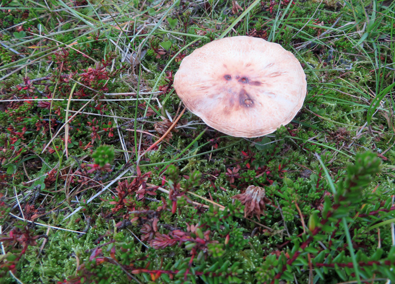 mushrooms-highlands