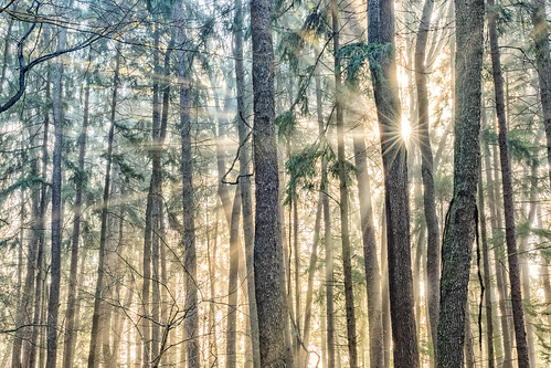 sunshine december natural sunrise sigma nature western canon pines light rays sun sigma35mmart park canon7dmkii golden pennsylvania pa fog trees landscape county foggy