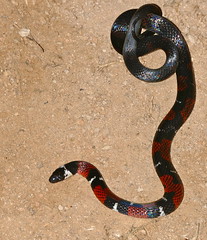 French Guyana Ground Snake (Atractus badius micheli)