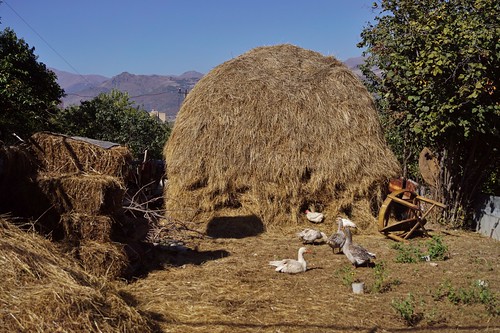 arménie armenia debed canyon vallée valley sanahin oies geese canards ducks oiseaux birds meule foin