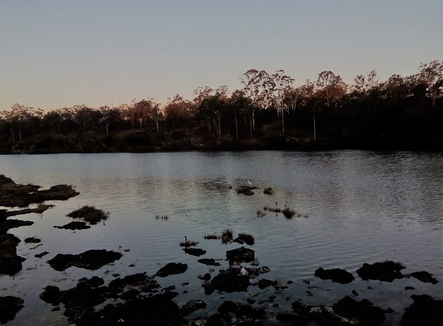 Eungella National Park, el hogar del asombroso ornitorrinco - AUSTRALIA POR LIBRE: EL PAÍS DEL FIN DEL MUNDO (43)