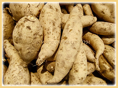 Beige coloured tuberous roots of Ipomoea batatas (Sweet Potato, Sweet Potato Vine, Keledek in Malay), 7 Nov 2017