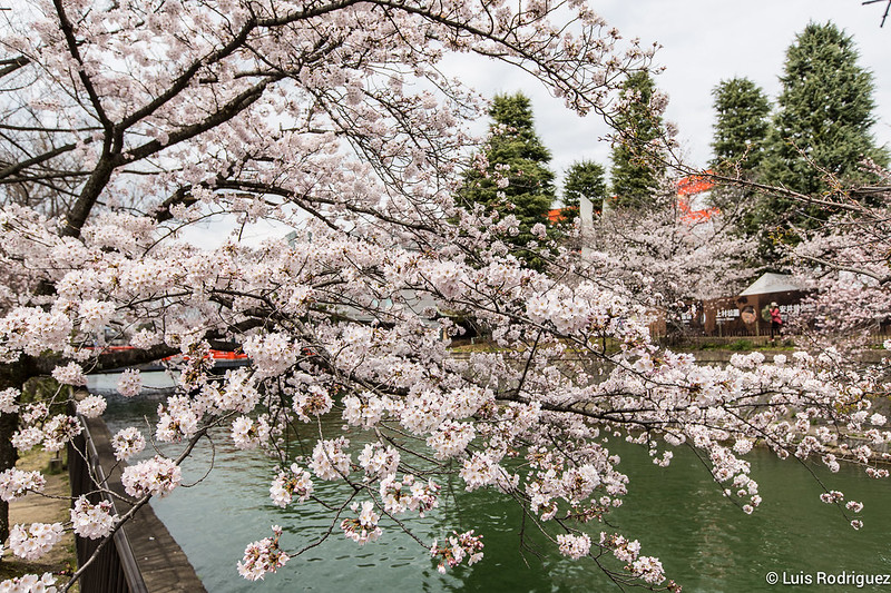 Cerezos en el canal Okazaki (Kioto), en el itinerario de cerezos en flor