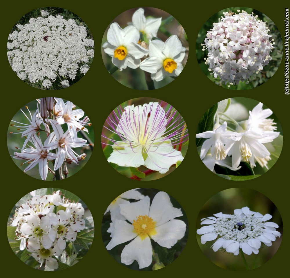 Белые цветы Эрец-Исраэль