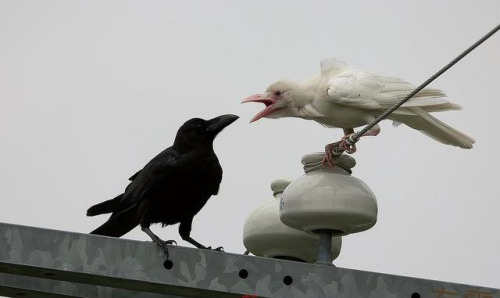 Albino versus black crow