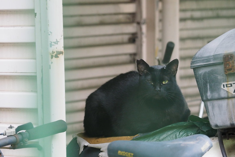池袋一丁目児童遊園の猫黒猫