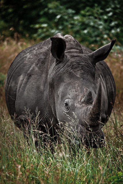 photo of rhino