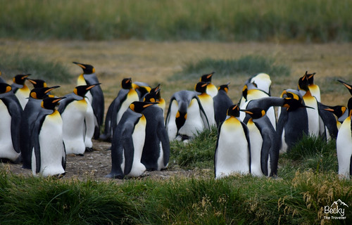 King Penguins in Chile 