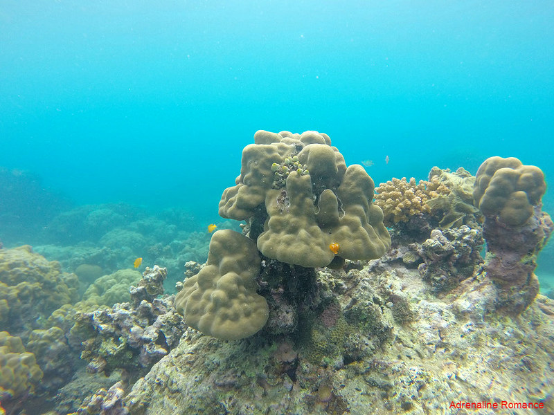 Corals at Pajo Marine Sanctuary
