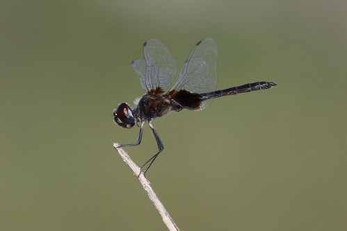 male dragonfly
