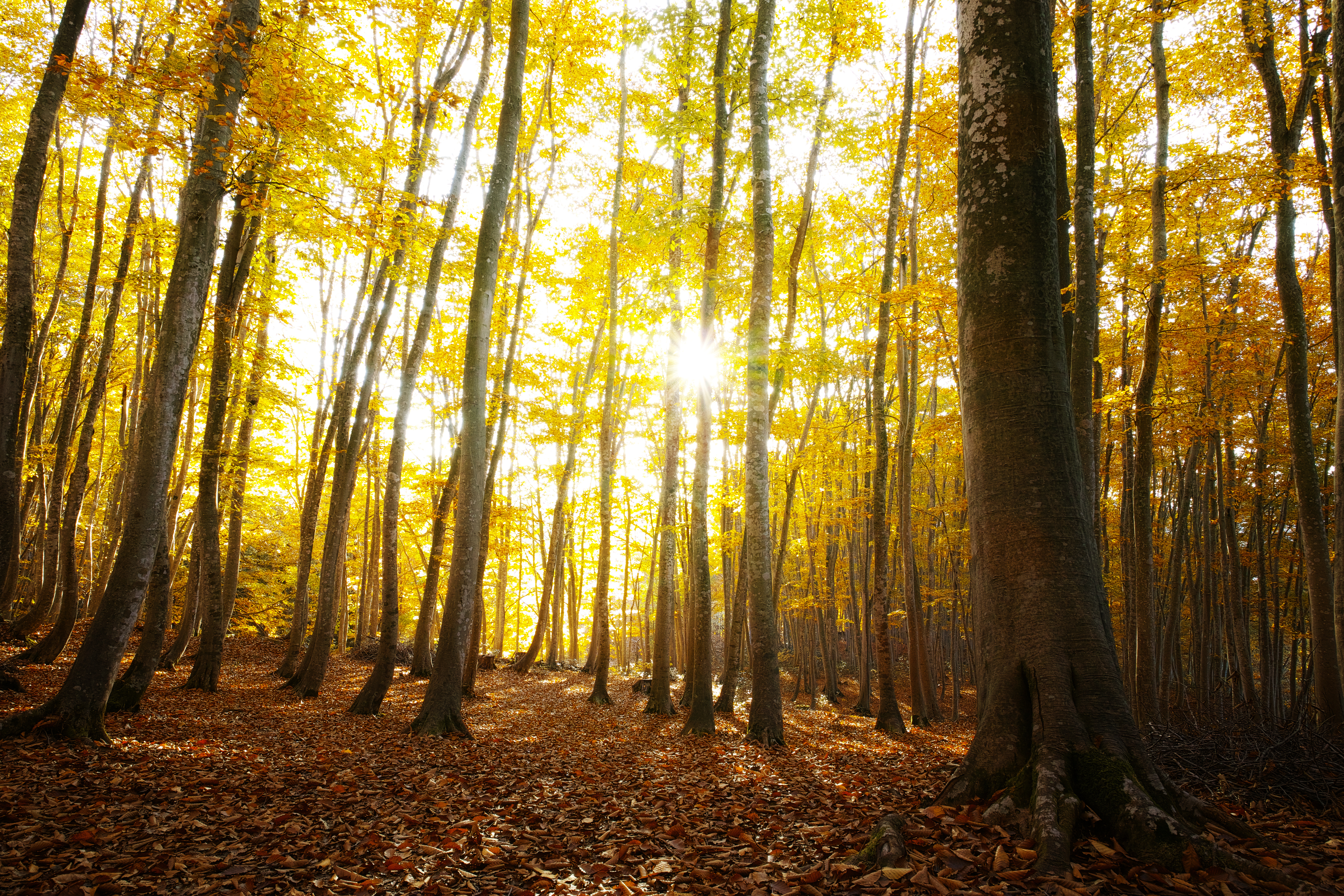 美人の秋（Bijin forest