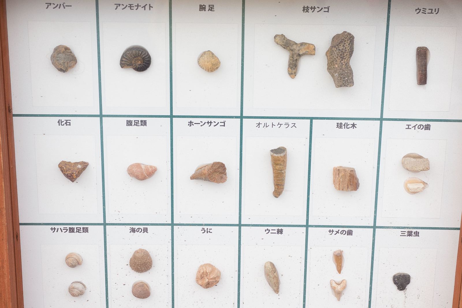 アンモナイトやエメラルドも！化石・宝石発掘体験や巨大迷路が楽しい、千葉県マザー牧場内の遊園地「わくわくランド」がおススメだぞ！ | むねさだブログ