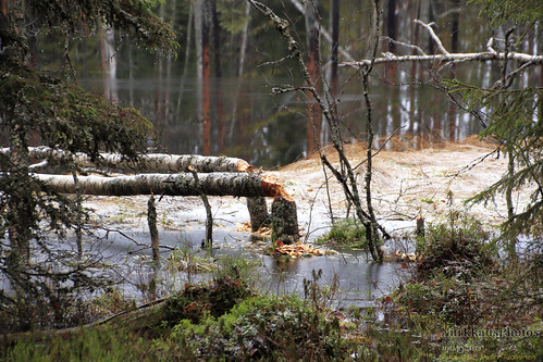 seitseminennationalpark finland autumn fall nature luonto suomenluonto beaver puu tree seitsemisenkansallispuisto