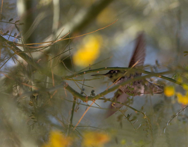 Hummingbird in Palo Verde Tree