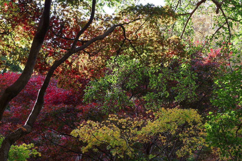 紅葉  Jindai Botanical Garden