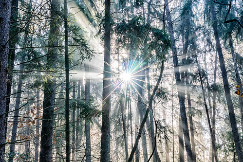 sunshine december natural sunrise sigma nature western canon pines light rays trees sigma35mmart sun canon7dmkii golden pennsylvania landscape fog foggy park county pa