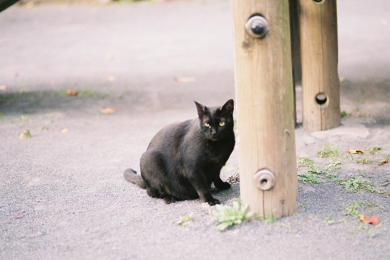 池袋一丁目児童遊園の猫。Leica M4 Voigtlander75mm f1.8