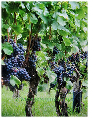 3 fruiting trees of Vitis vinifera (Common Grape Vine, Wine Grape, Purpleleaf Grape, Anggur in Malay), 7 Dec 2017