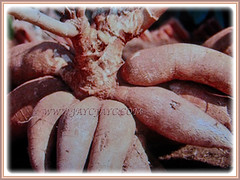 Manihot esculenta's (Tapioca, Cassava, Brazilian Arrowroot, Yuca, Ubi Kayu in Malay) bunch of edible tubers growing from the stem's base just below the soil surface, 20 Nov 2017
