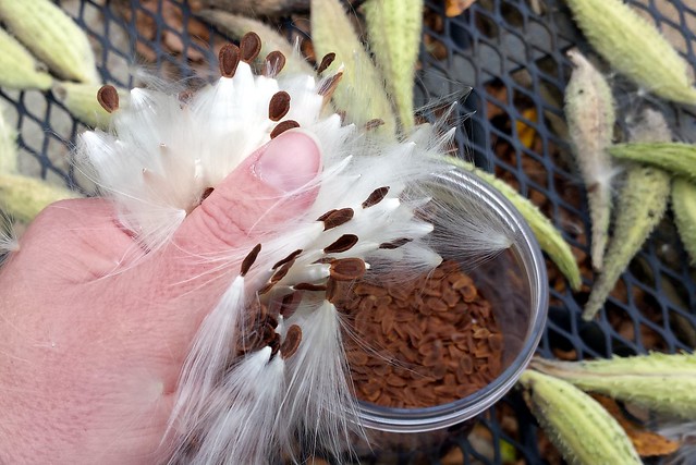 a thumb holding a mess of fluff with seeds still attached